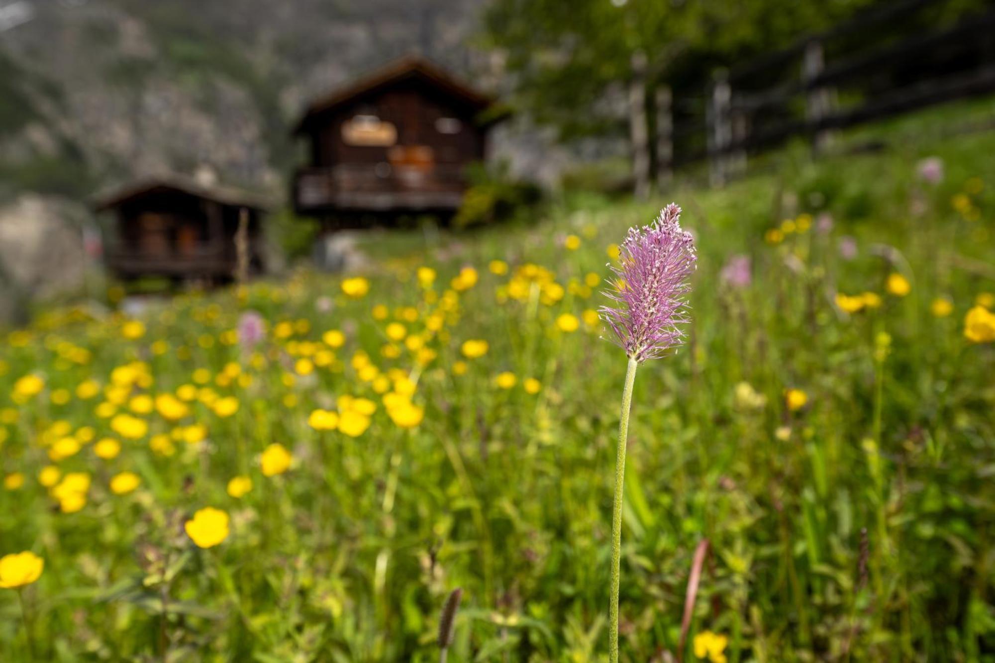 korn-stadel ARIDA PRATA natur pur Grächen Exteriör bild