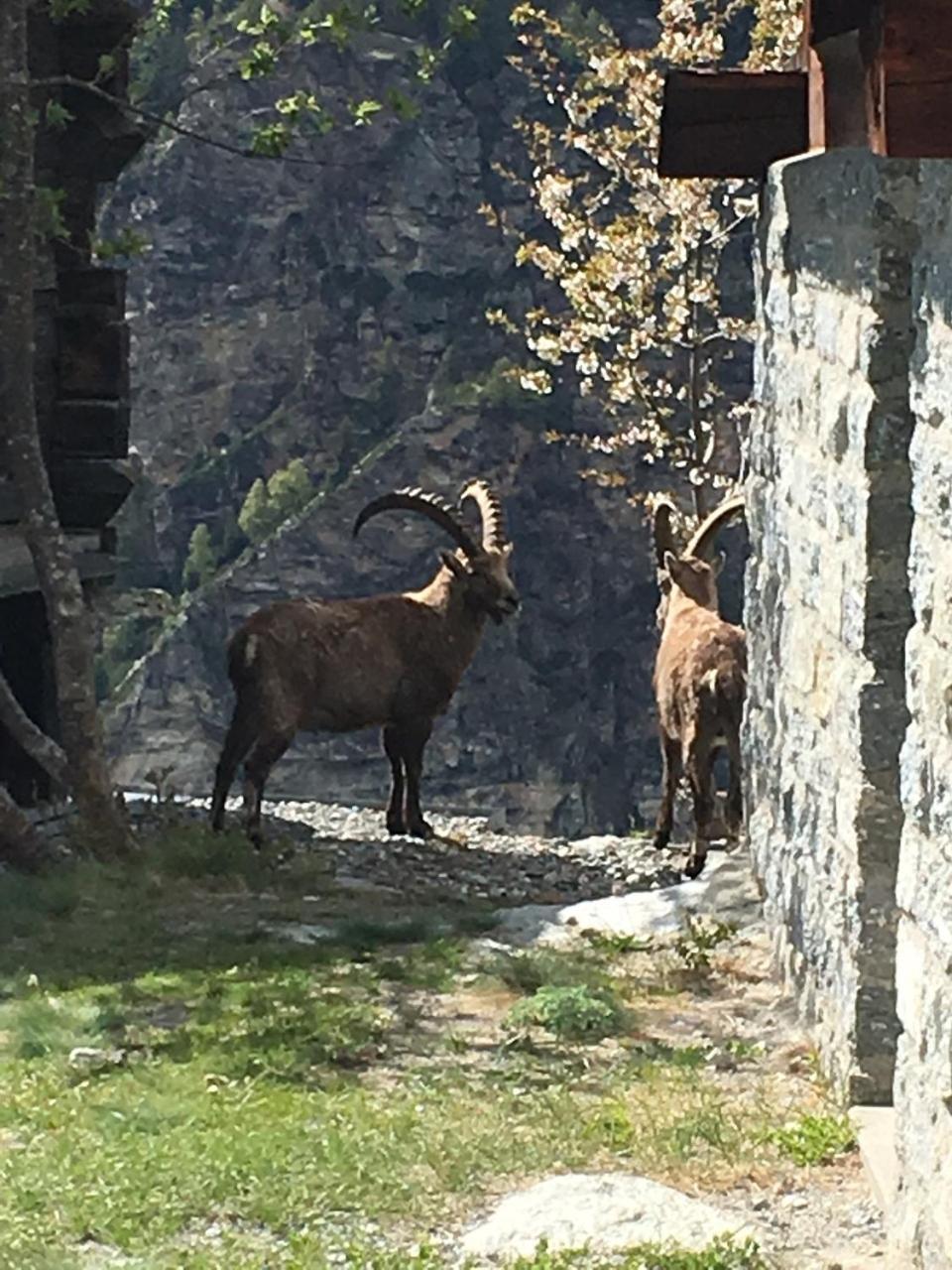 korn-stadel ARIDA PRATA natur pur Grächen Exteriör bild